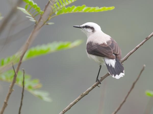 Maskerwatertiran (Fluvicola nengeta)